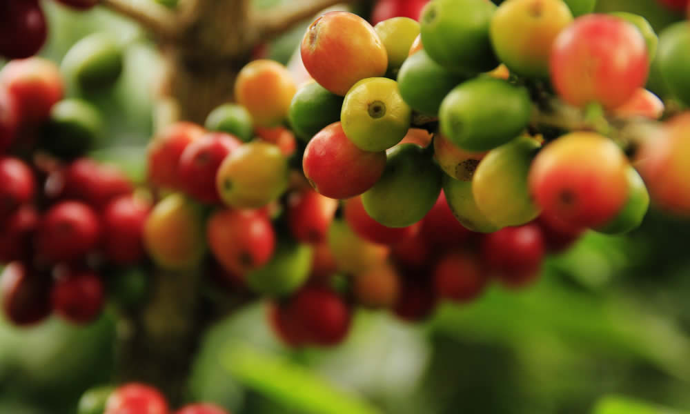 Café Araita Paralelo