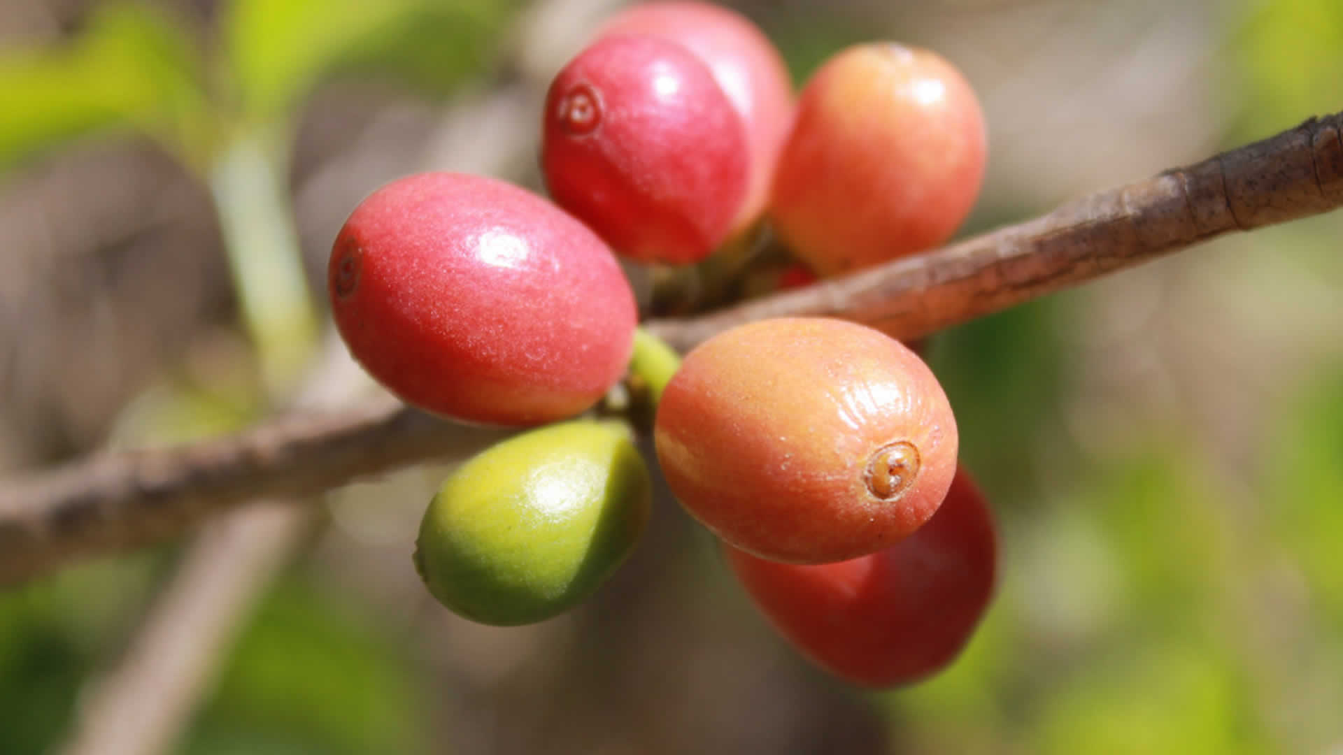 Café Araita